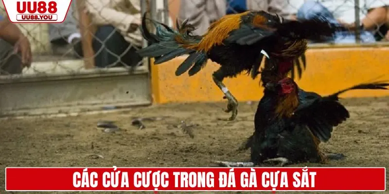 Các cửa cược chọi gà cựa sắt thường gặp