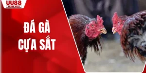 Đá Gà Cựa Sắt - Hình Thức Cá Cược Kịch Tính Nhà Cái UU88