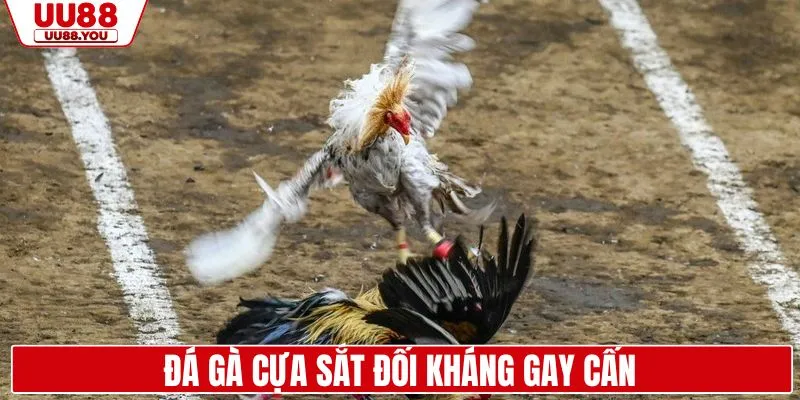 Đá gà cựa sắt đối kháng cực kỳ gay cấn