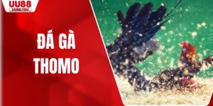 Đá Gà Thomo Trực Tiếp - Bí Kíp Cá Cược Nhận Thưởng Lớn