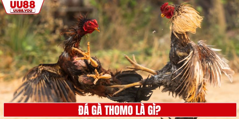 Đá gà Thomo là gì?