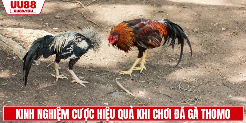Kinh nghiệm cược hiệu quả khi chơi đá gà Thomo