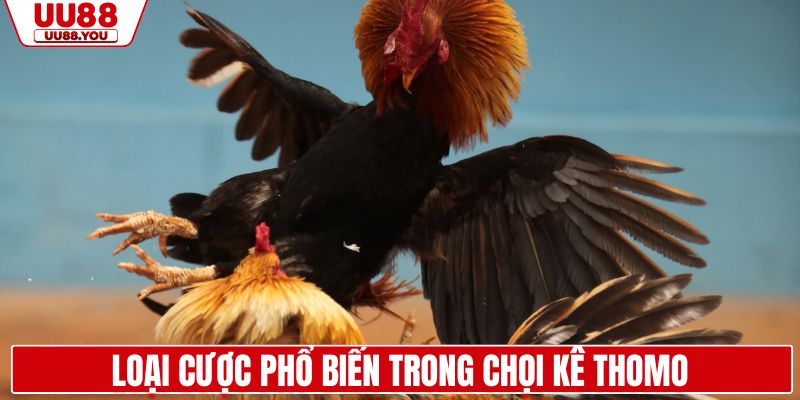 Loại cược phổ biến trong chọi kê Thomo