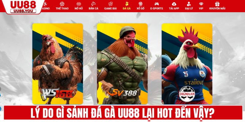 Lý do gì sảnh đá gà UU88 lại hot đến vậy?
