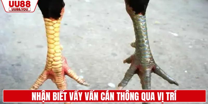 Nhận biết vẩy vấn cán thông qua vị trí