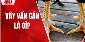 Vẩy Vấn Cán Là Gì? Kinh Nghiệm Nhận Diện Chuẩn Xác